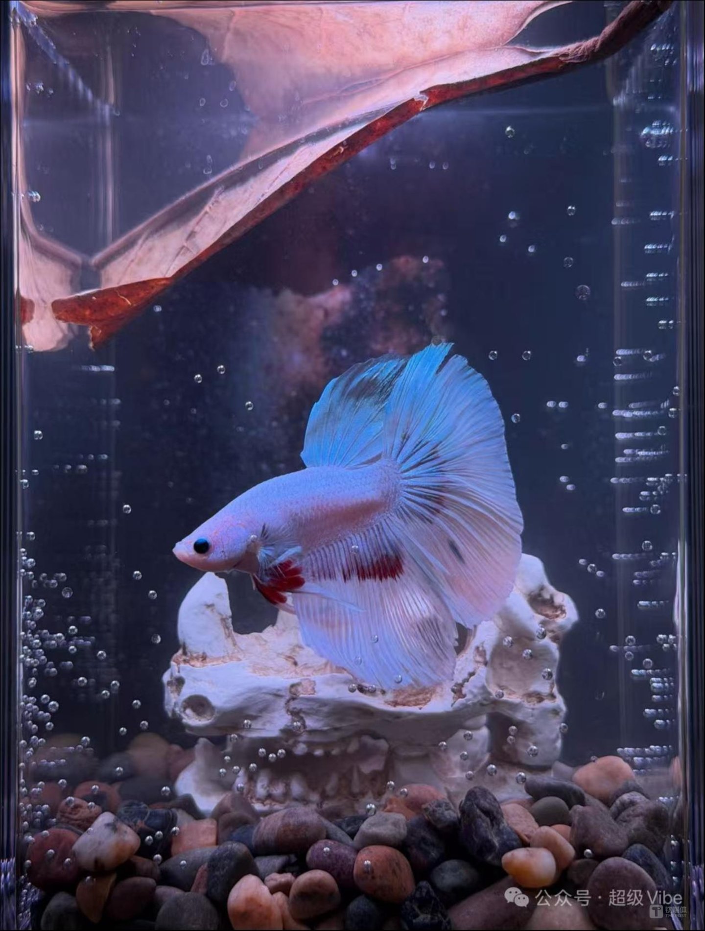 BaiFu喂养的那条BettaFish