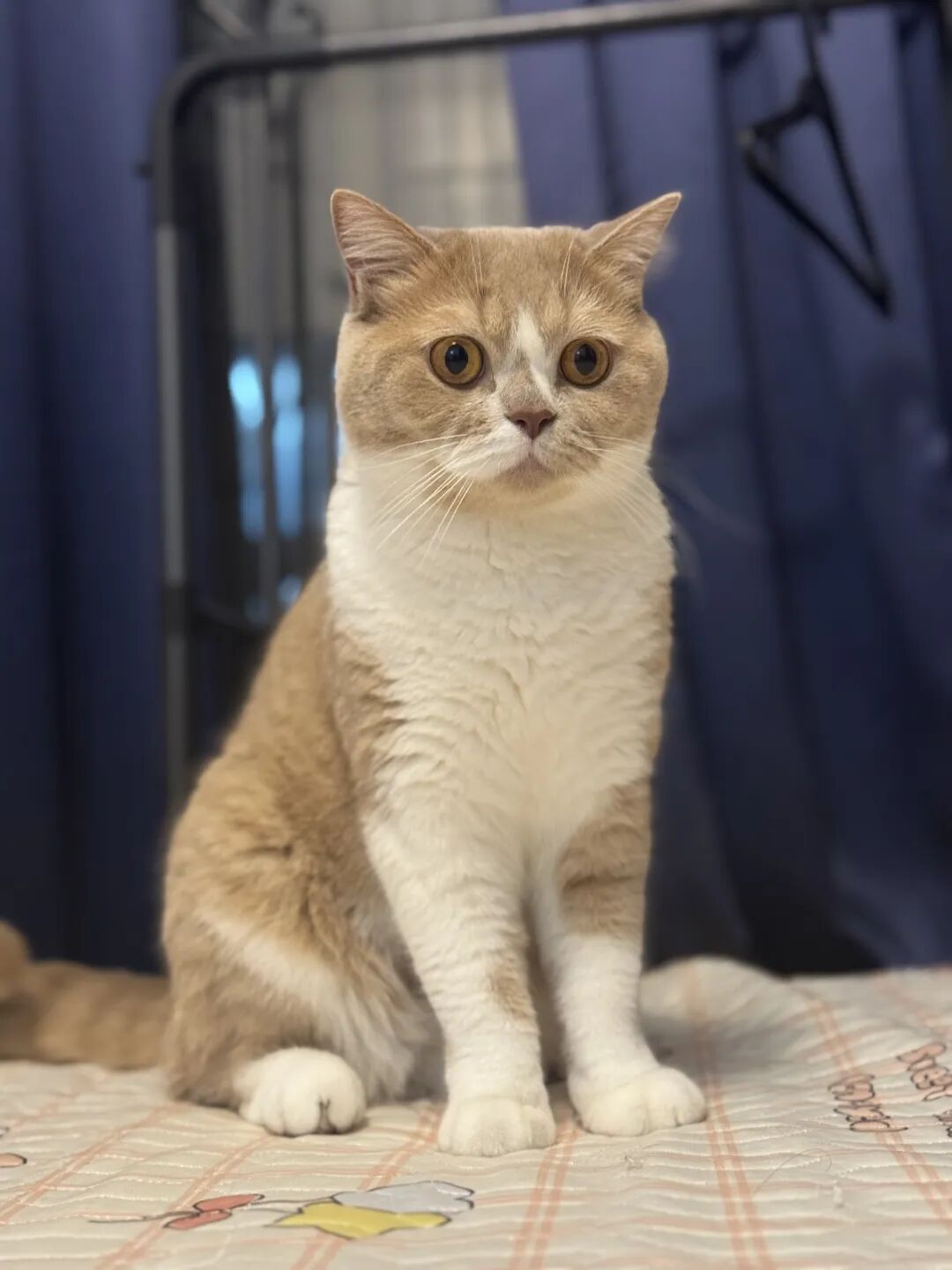 花 3000 块买的 AI 猫砂盆,结果只是个垃圾桶?