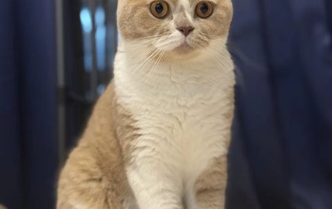 花 3000 块买的 AI 猫砂盆，结果只是个垃圾桶？